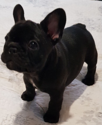 Female French Bulldog Puppies Available. Sired by International Champion Childe Harrold of Energy House