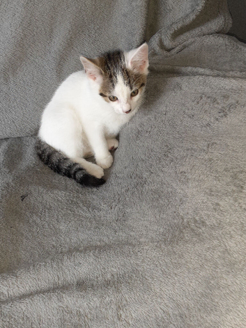 12 week old kitten