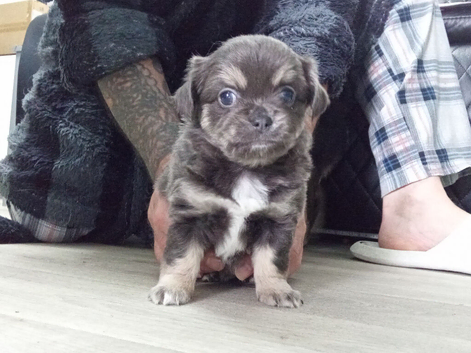 Chihuahua pups