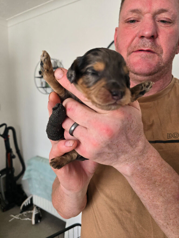 Puppies for sale