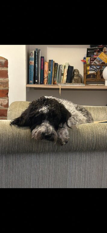 Jackapoo