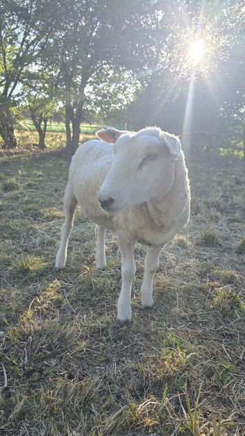 5 friendly Romney X  shearlings