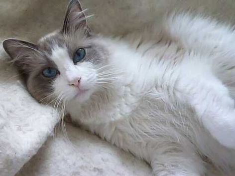 Bi-Colour Ragdoll Male