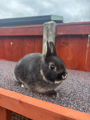Beautiful black otter Netherland dwarf