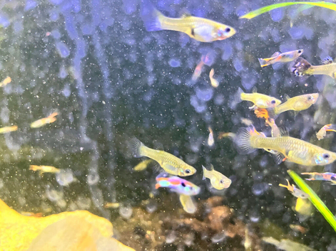 Guppies. Many shapes, sizes, colours. male and female
