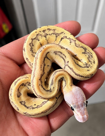 Royal Pythons