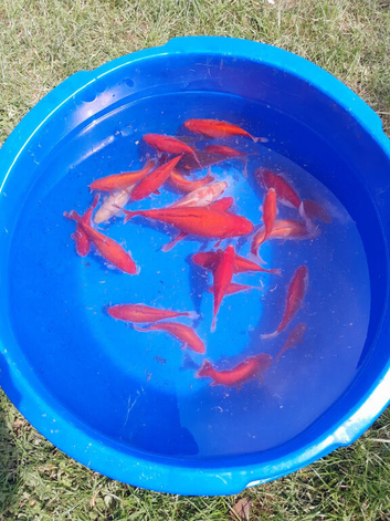 Goldfish For Sale