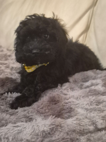 FULLY VACINATED GIRL PUPPY