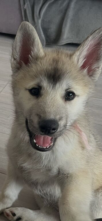 Ready now! Only 1 female left!!!!7 chunky husky puppies