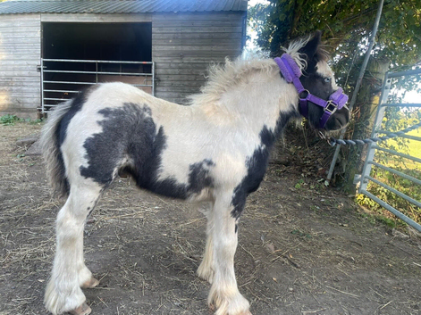 2 colt foals