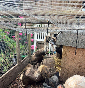 Runner duck ducklings