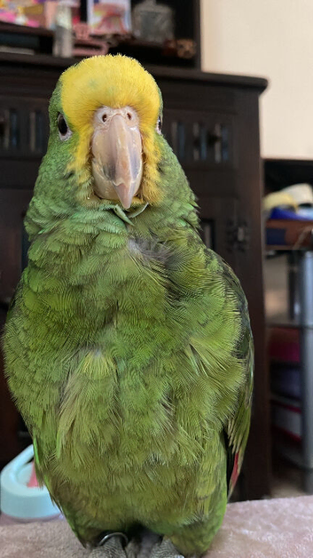 Young, DOUBLE YELLOW HEADED AMAZON