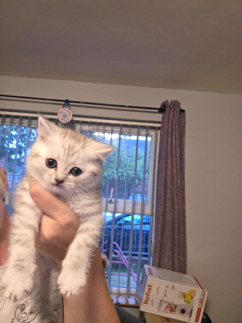 2 male bristish short hair kittens