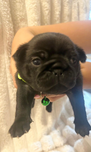 2 BOY PUGS