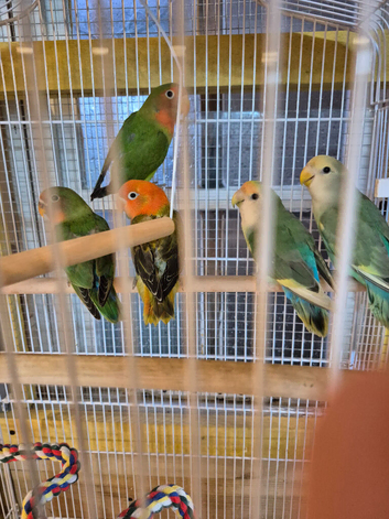 Young lovebirds