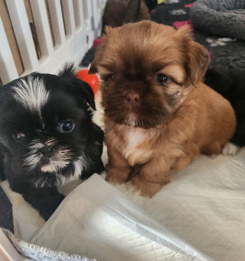 Kc shih tzu imperial line