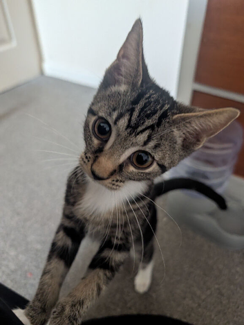 Female kitten ready to go now