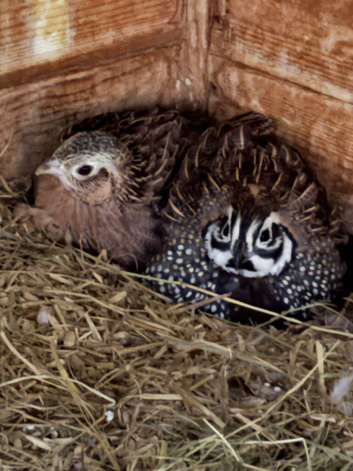 Breeding pair of mearns quail early this years hatch