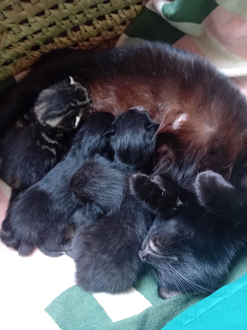 Kittens