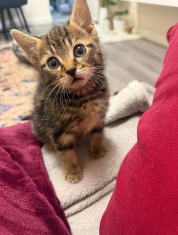 Kitten looking for a new home