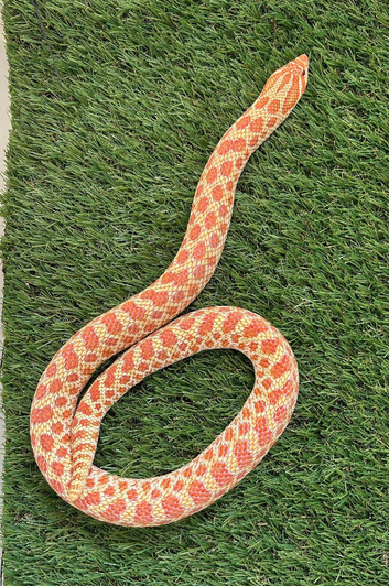 Red Albino Hognose