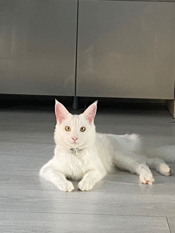 Missing or stolen Maine coon