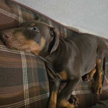 Beautiful Brown/Tan (Chocolate/Tan) Dobermann puppy