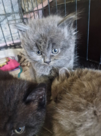 British short haired cross kittens for sale