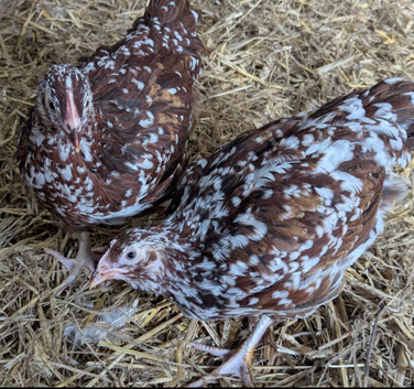 Speckled Sussex Pullets (girls) 10-12 weeks old