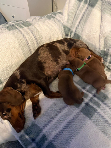 3 beautiful miniature dachshunds