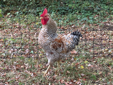 Cockerell