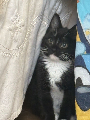 Kittens for sale