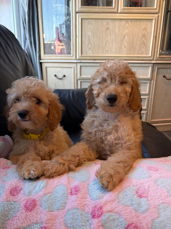 F1b cockapoo 2 girls