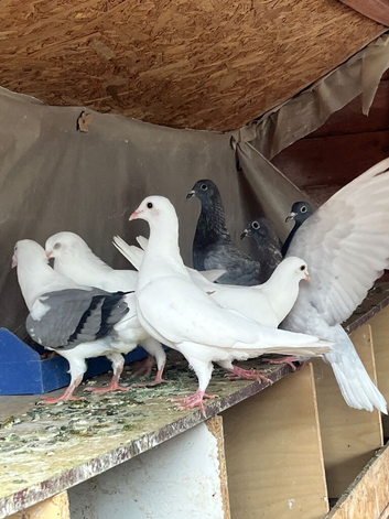 White racer pair breeder