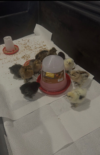 Silkie chicks hatched this week.Also available hatching eggs.