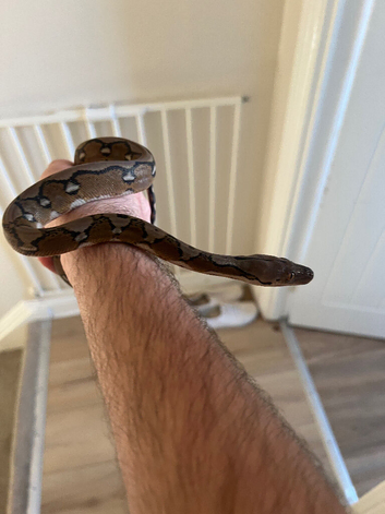 Reticulated Python For sale