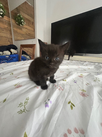 These kittens are sold sorry