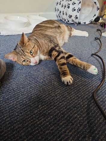 Male Cat for sale