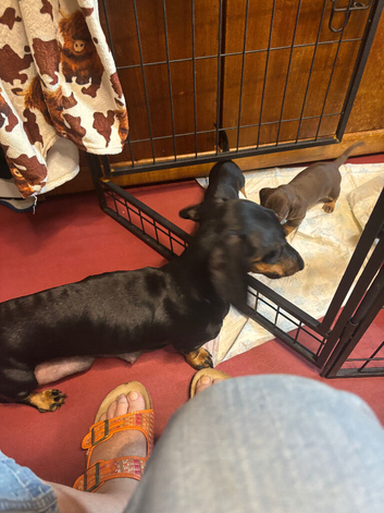 Dachshund Puppies