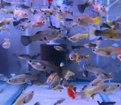 Assorted Endlers, Guppys and Hydrids