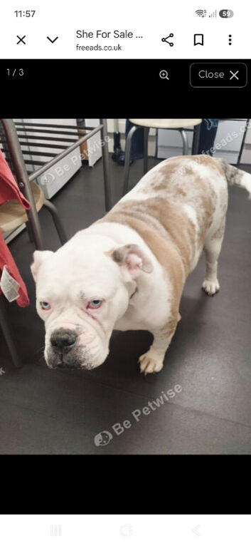 For sale bulldog