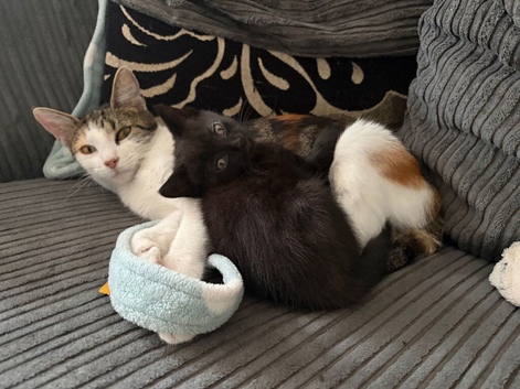 8 week old kitten female