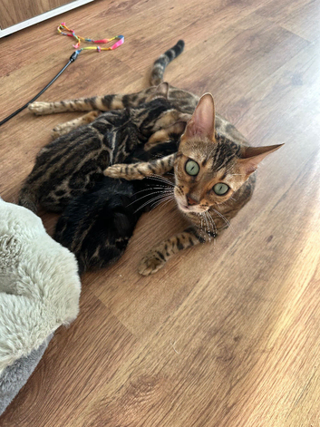 Bengal kittens for sale