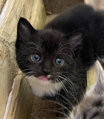 Gorgeous super affectionate kittens for sale
