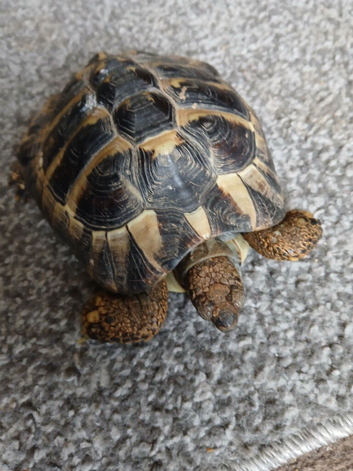 Hermann tortoise