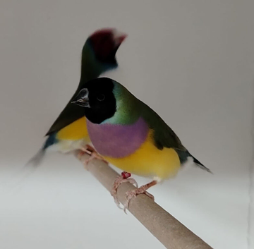 GOULDIAN FINCHES breeding pair