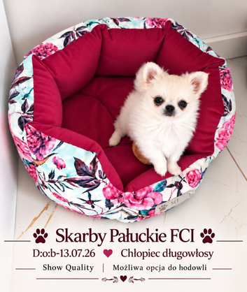 SHOW Quality FCI SMALL SIZE CHIHUAHUA
