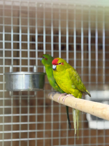 Kakaraki parrot