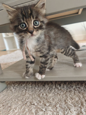 1 Female Left!! Bengal Mix Kittens Ready To Leave
