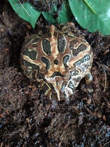 Pacman frog and set up